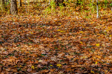 Autumn colors in the park 