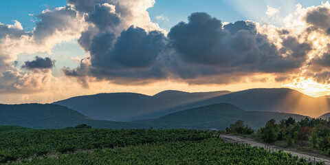 Late evening in a mountain vineyard