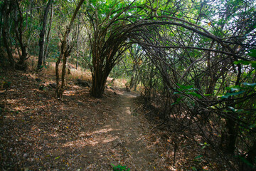 path in the forest