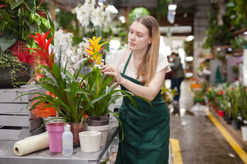 Positive woman picking a bromelia flower in the flower shop. High quality photo
