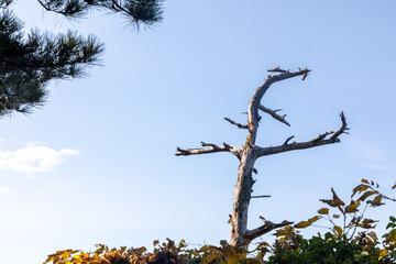 空と松の枯れ木