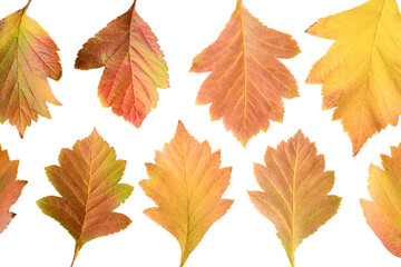 Autumn leaf of hawthorn isolated