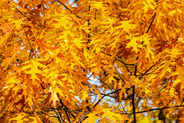Oak tree leaves in the fall