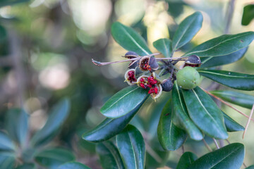 とべらの赤い実