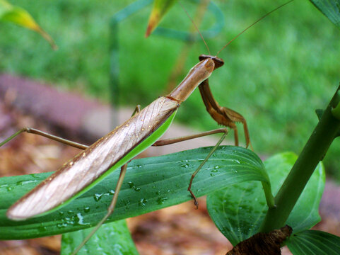 Praying Mantis on Leaf After Rain in Iowa