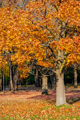 Naklejka premium Autumn colors in the park 