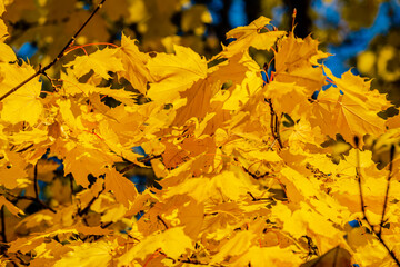 Autumn colors in the park 