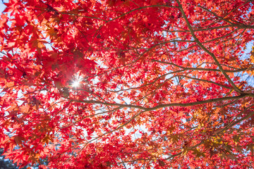 Red and orange autumn leaves with sunlight background