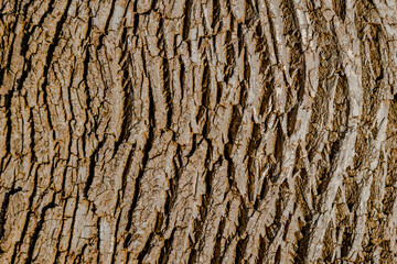 Tree Bark texture, close-up photo 