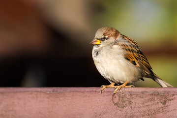 A House Sparrow Enjoying the Autumn Sun while Perched on a Wooden Fence