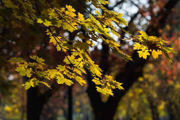Beautiful Yellow Maple Leaves Still Hanging no Branches on a Sunny Late Autumn Day