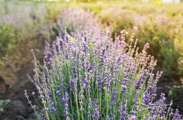 Beautiful lavender field on summer day, closeup