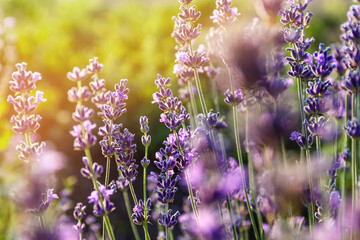 Beautiful blooming lavender on summer day