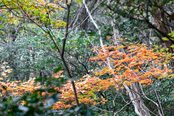 山の中の紅葉