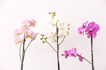 Naklejka na ściany i meble Beautiful orchid flowers on light background