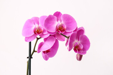 Fototapeta na wymiar Beautiful orchid flowers on light background