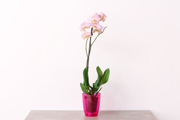 Fototapeta na wymiar Beautiful orchid plant on table against light background
