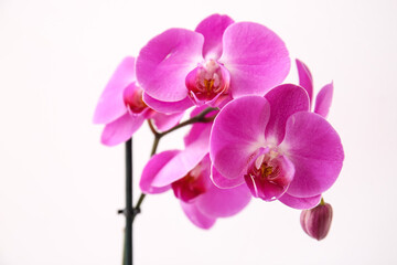 Obraz na płótnie Canvas Beautiful orchid flowers on light background
