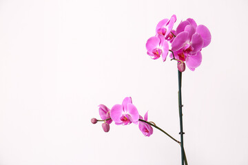 Naklejka na ściany i meble Beautiful orchid flowers on light background