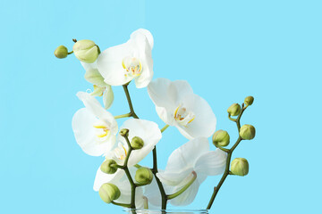 Beautiful orchid flowers on color background