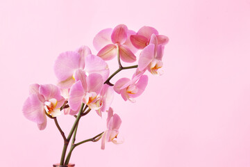 Beautiful orchid flowers on color background