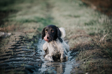 Hund in Pfütze 