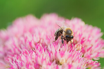 Honey bees collect pollen Spiraea flower. Macro shot.