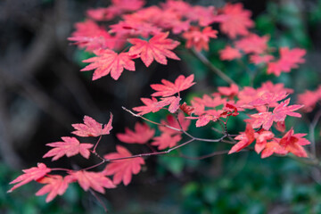 赤く色付く紅葉