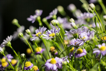 Violet Aster flowers bloom in the garden