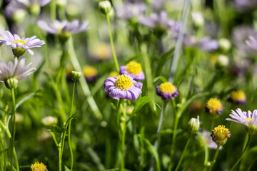 Violet Aster flowers bloom in the garden
