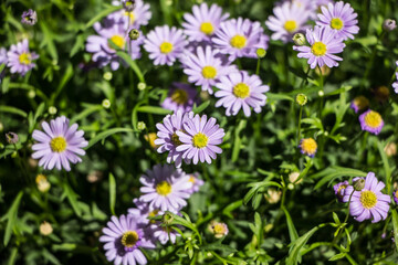 Violet Aster flowers bloom in the garden