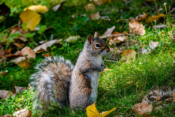 Squirrel in the city park