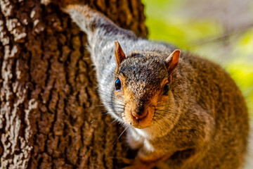 Squirrel in the city park
