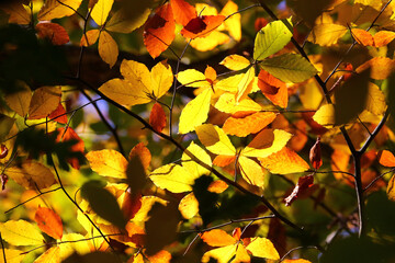  autumn foliage on trees