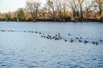 Geese activities in the autumn 