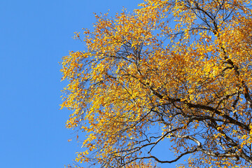  autumn foliage on trees