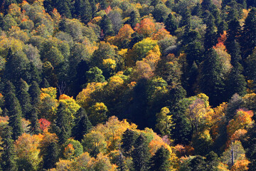 Naklejka na ściany i meble autumn in forest