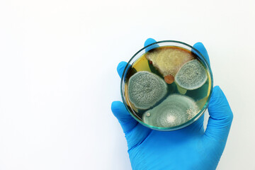 The doctor is holding Petri dish with Malt Extract Agar  (MEA) use for growth media to isolate and...