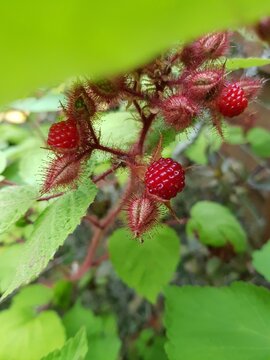 Japanische Weinbeere Rubus phoenicolasius, Frucht