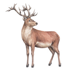 animal sketch beautiful red deer with big horns 1 forest inhabitant winter and New Year theme watercolor drawing
