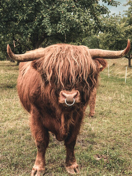 Vaca Del fr&iacute;o