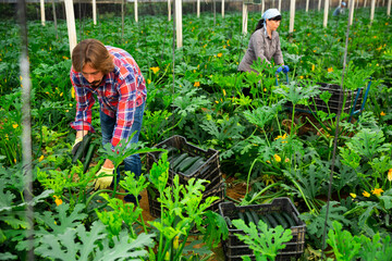 adult farmers picking cocozelles in huge hothouse