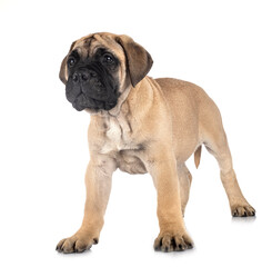 Obraz premium puppy bullmastiff in studio