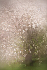 幻想の桜（ヤマザクラとシダレザクラ）