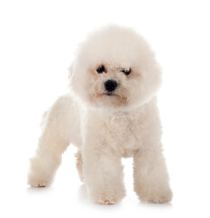 Bichon Frise in studio