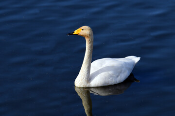 今年も訪れたオオハクチョウたち。頭部がかなり褐色の個体。成鳥。2020年11月