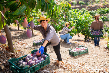 Mature female farmer harvesting ripe purple mangoes in fruit garden on sunny autumn day