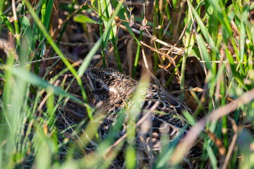 Young Skylark hiding in grass