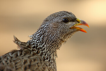 The Natal spurfowl or Natal francolin (Pternistis natalensis) portrait wih yellow background.