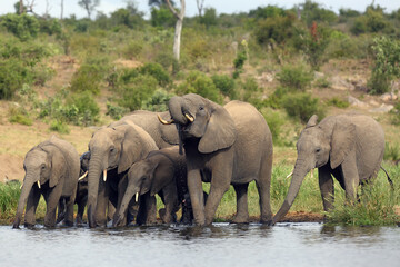 The African bush elephant (Loxodonta africana), family of elephants drinking. A herd of elephants at a watering hole with a slope in the background.
